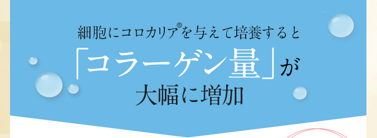 細胞にコロカリアを与えて培養すると「コラーゲン量」が大幅に増加