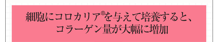 細胞にコロカリア®を与えて培養すると、コラーゲン量が大幅に増加