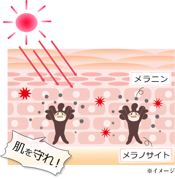 メラニン色素生成イメージ
