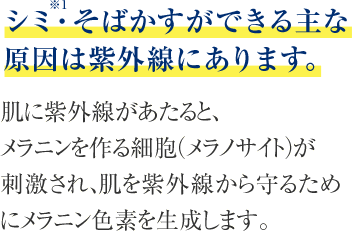シミ(*1)・そばかすが出来る主な原因は紫外線にあります。「肌に紫外線があたると、メラニンを作る細胞（メラノサイト）が刺激され、肌を紫外線から守るためにメラニン色素を生成します。」