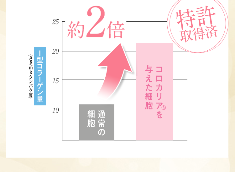 通常の細胞 → コロカリアを与えた細胞 I型コラーゲン量約2.5倍 特許取得済