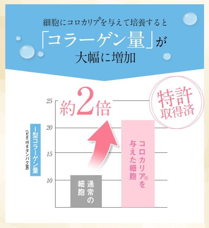 通常の細胞 → コロカリアを与えた細胞 I型コラーゲン量約2.5倍 特許取得済