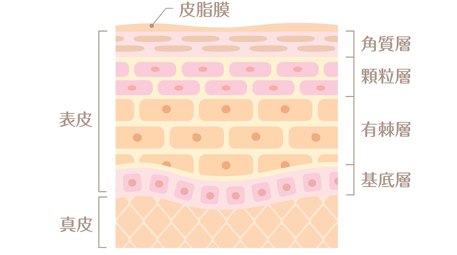 表皮図
